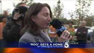 Two Legged Dog Adopted; My Eyes Seem To Be Leaking